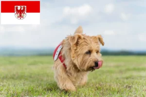 Read more about the article Hodowcy i szczenięta Norfolk terrier w Brandenburgia