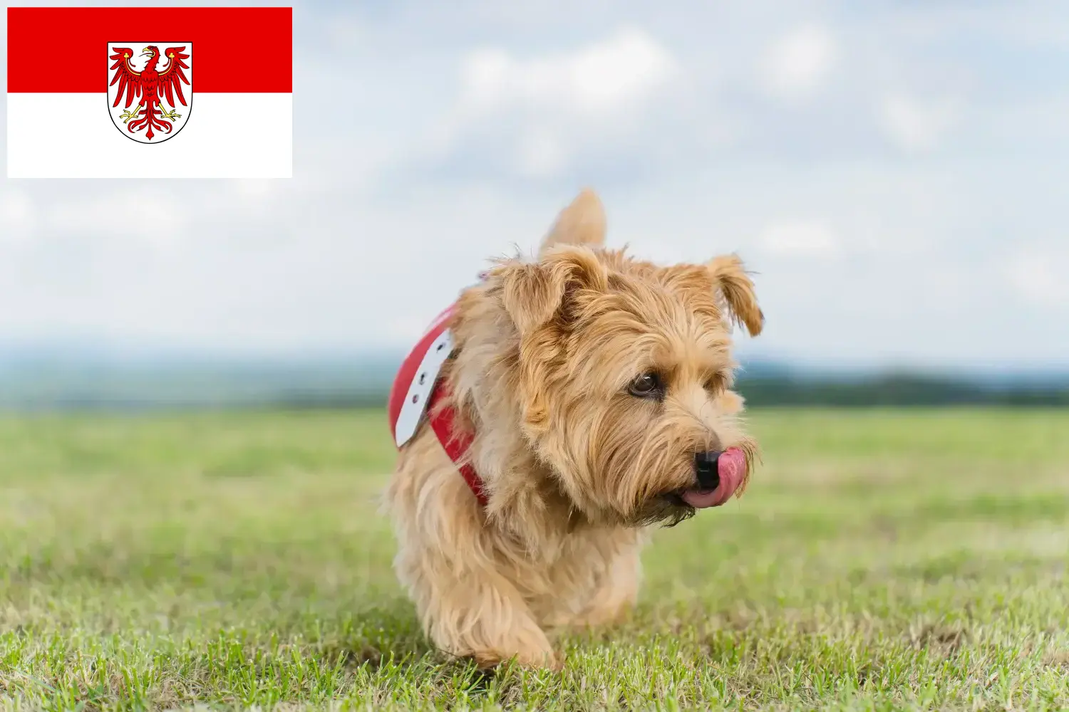 Read more about the article Hodowcy i szczenięta Norfolk terrier w Brandenburgia