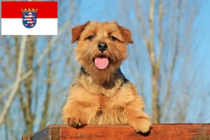 Read more about the article Hodowcy i szczenięta Norfolk terrier w Hesja