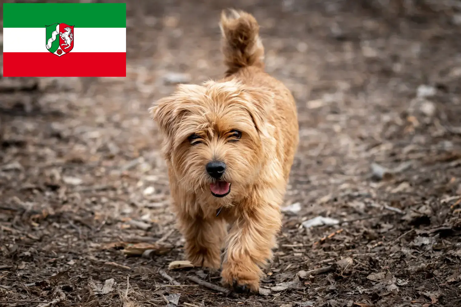 Read more about the article Hodowcy i szczenięta Norfolk terrier w Nadrenia Północna-Westfalia