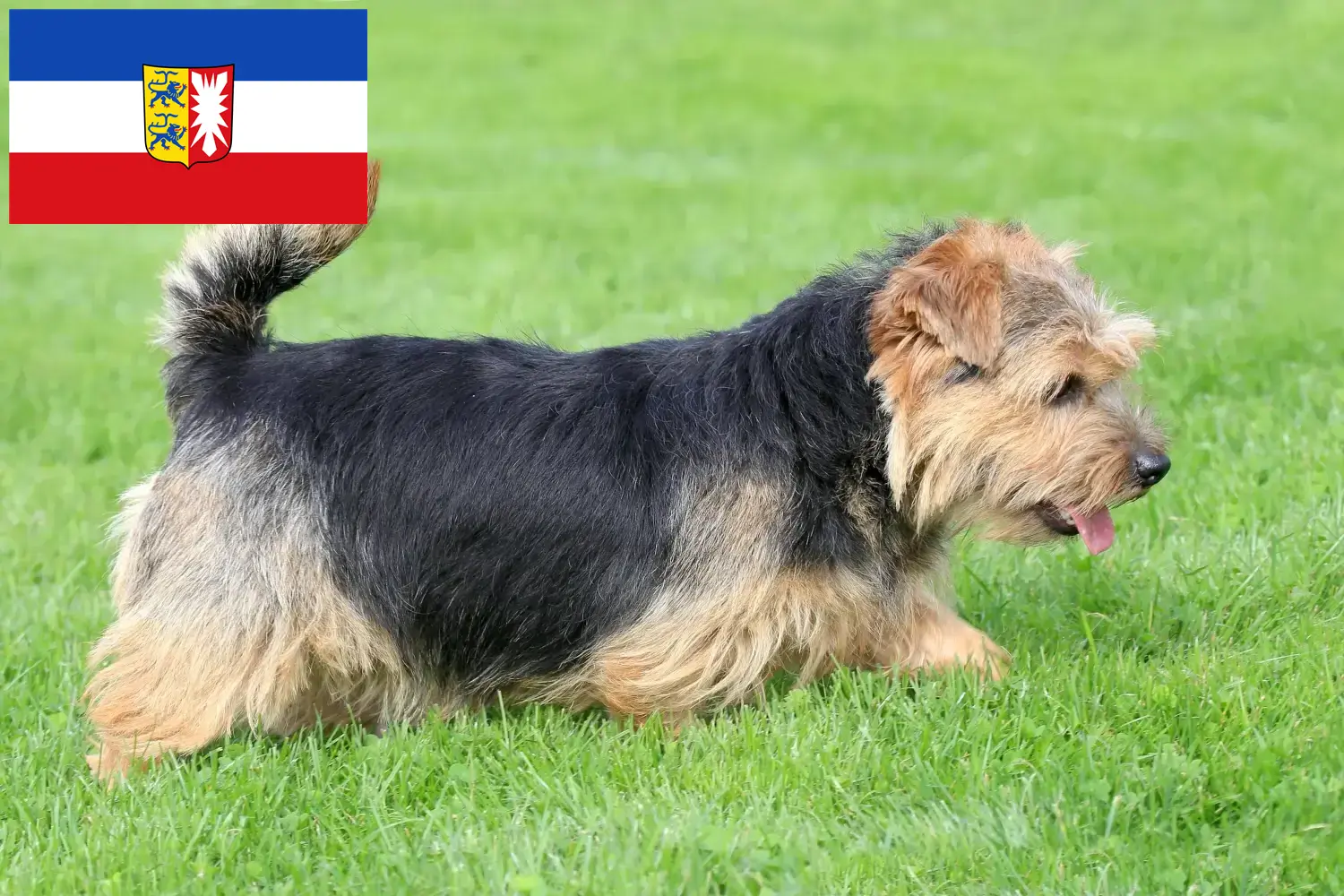 Read more about the article Hodowcy i szczenięta Norfolk terrier w Szlezwik-Holsztyn