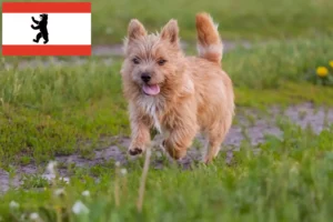 Read more about the article Hodowcy i szczenięta Norwich terrier w Berlin