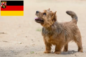 Read more about the article Hodowcy i szczenięta Norwich terrier w Nadrenia-Palatynat