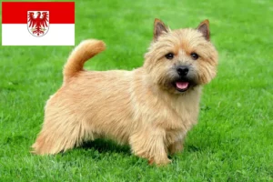 Read more about the article Hodowcy i szczenięta Norwich terrier w Brandenburgia