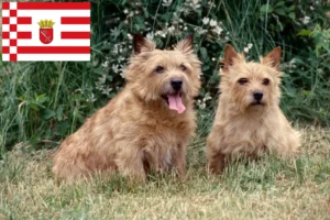 Read more about the article Hodowcy i szczenięta Norwich terrier w Brema