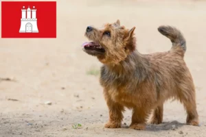 Read more about the article Hodowcy i szczenięta Norwich terrier w Hamburg