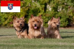 Read more about the article Hodowcy i szczenięta Norwich terrier w Hesja