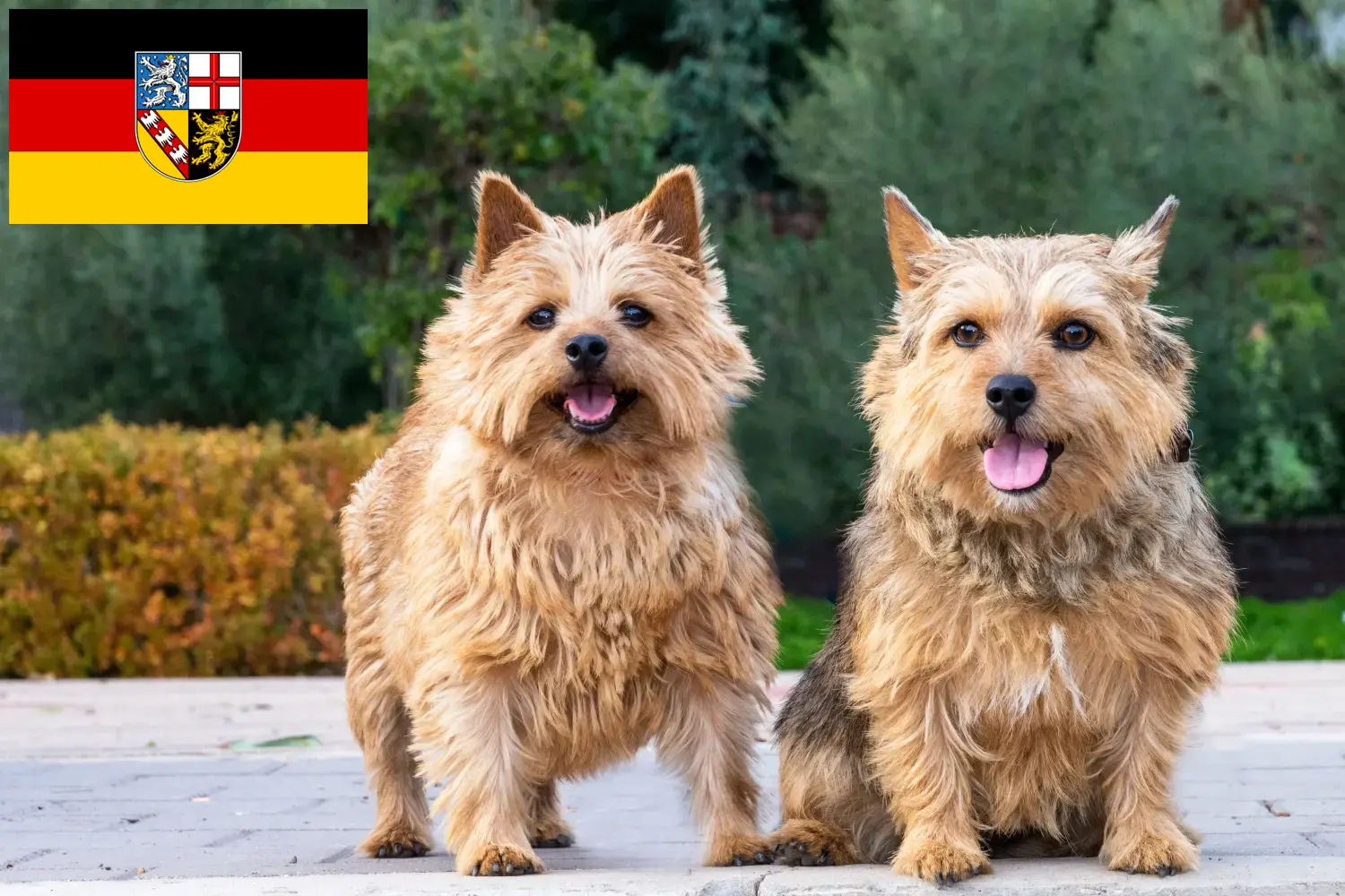 Read more about the article Hodowcy i szczenięta Norwich terrier w Kraj Saary