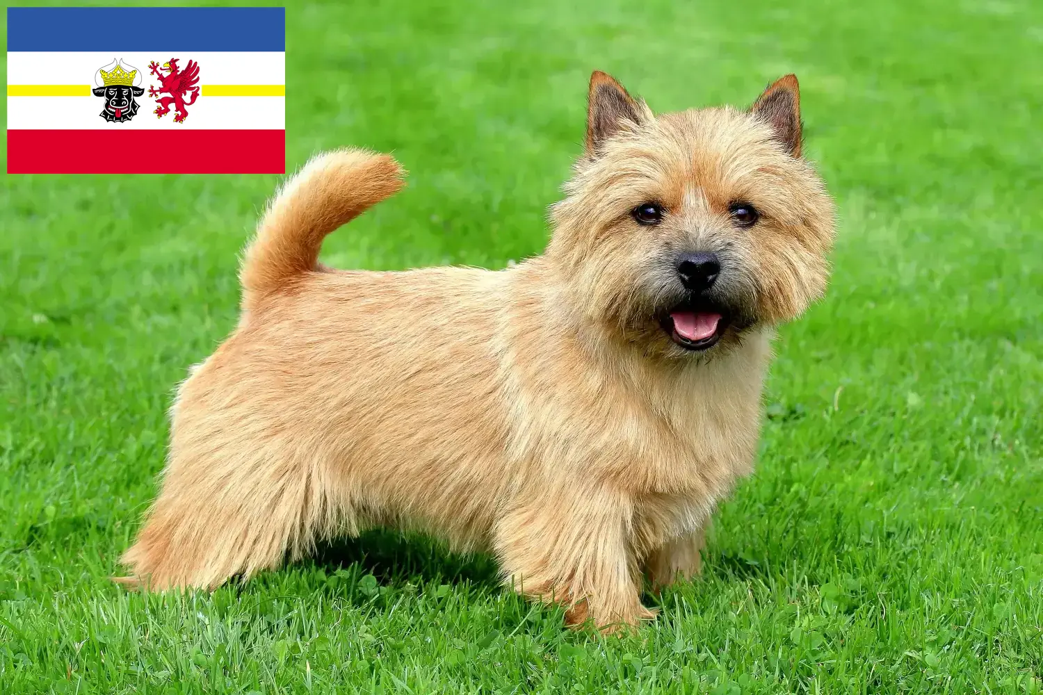Norwich terrier szczenięta i hodowcy Meklemburgia-Pomorze Przednie Znajdź tutaj hodowców rasy Norwich terrier w Meklemburgia-Pomorze Przednie.