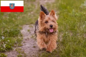 Read more about the article Hodowcy i szczenięta Norwich terrier w Turyngia