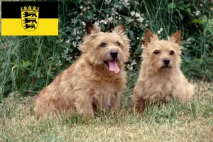 Read more about the article Hodowcy i szczenięta Norwich terrier w Badenia-Wirtembergia