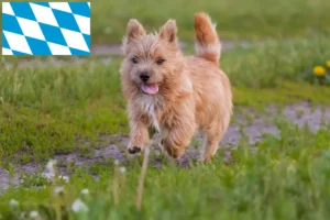 Read more about the article Hodowcy i szczenięta Norwich terrier w Bawaria