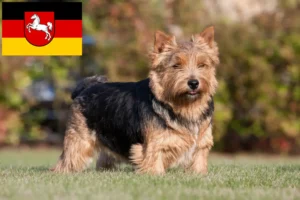 Read more about the article Hodowcy i szczenięta Norwich terrier w Dolna Saksonia