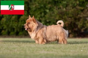 Read more about the article Hodowcy i szczenięta Norwich terrier w Nadrenia Północna-Westfalia