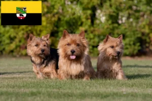 Read more about the article Hodowcy i szczenięta Norwich terrier w Saksonia-Anhalt