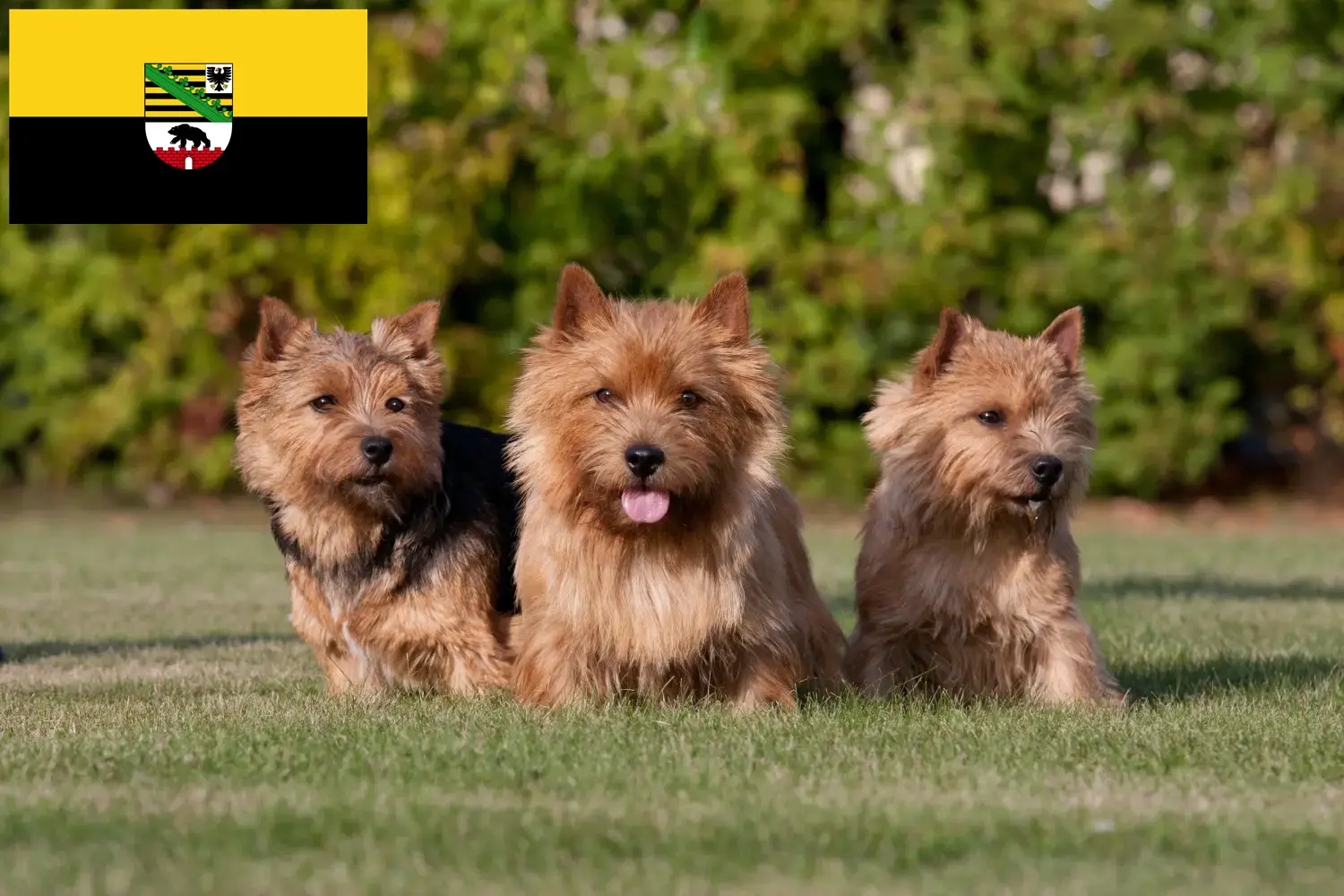 Read more about the article Hodowcy i szczenięta Norwich terrier w Saksonia-Anhalt