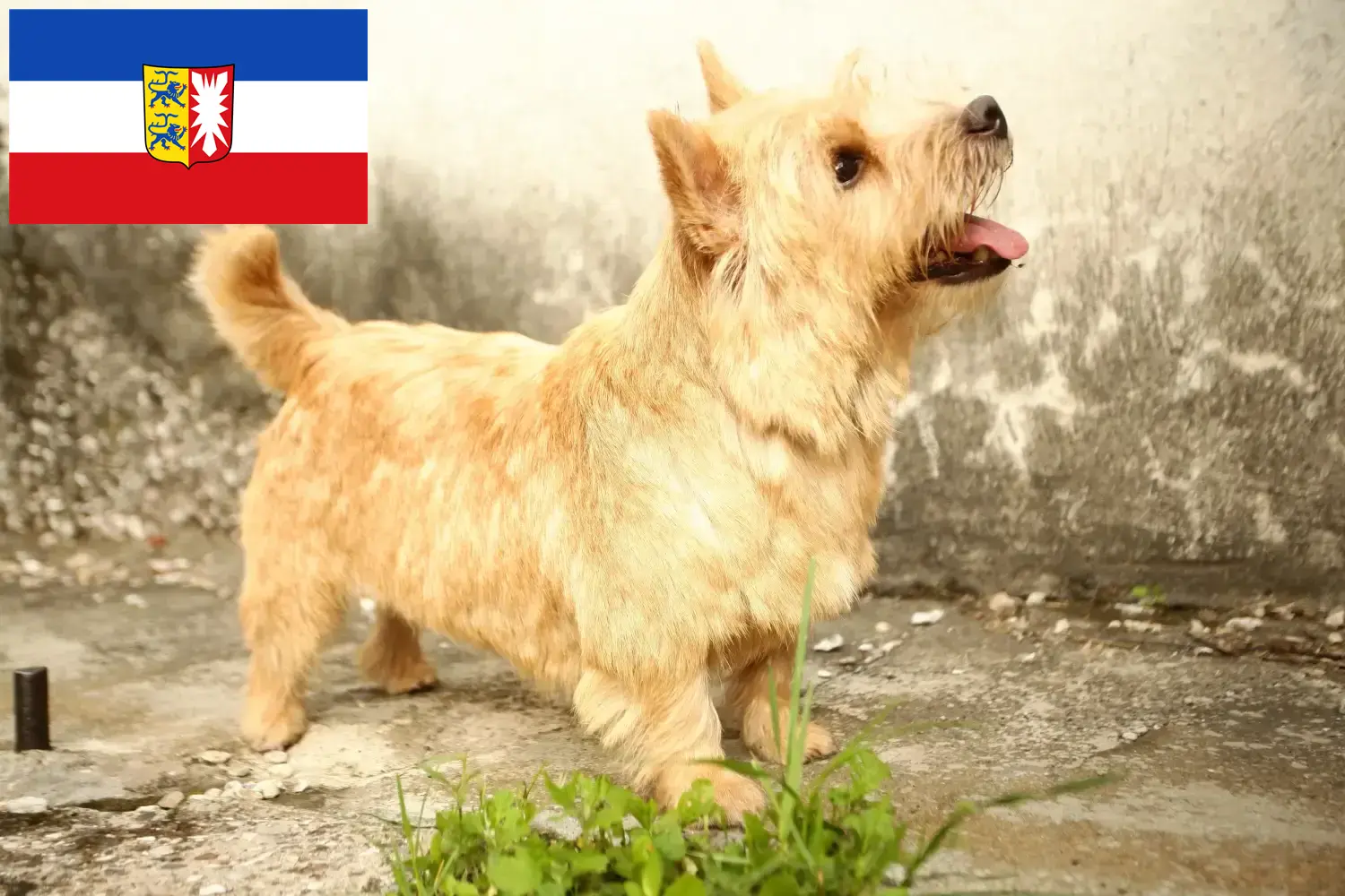 Read more about the article Hodowcy i szczenięta Norwich terrier w Szlezwik-Holsztyn