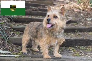 Read more about the article Hodowcy i szczenięta Norwich terrier w Saksonia