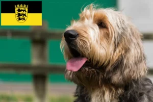 Read more about the article Otterhund hodowcy i szczenięta w Badenia-Wirtembergia