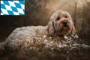Read more about the article Otterhund hodowcy i szczenięta w Bawaria
