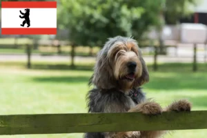 Read more about the article Otterhund hodowcy i szczenięta w Berlin