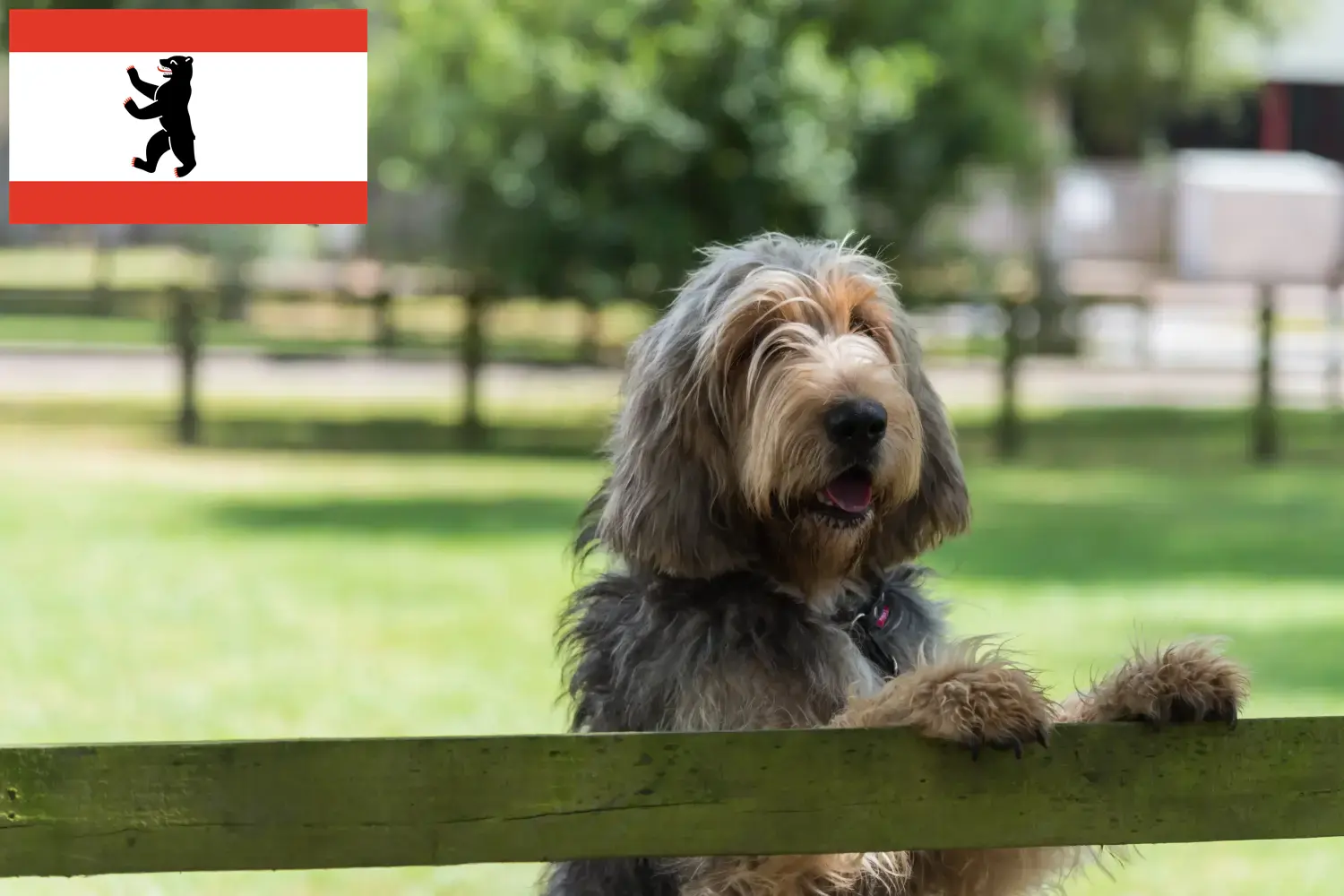 Otterhund szczenięta i hodowcy Berlin Tutaj znajdziesz hodowców rasy Otterhunde w Berlin.