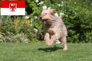 Read more about the article Otterhund hodowcy i szczenięta w Brandenburgia