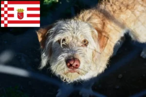 Read more about the article Otterhund hodowcy i szczenięta w Brema