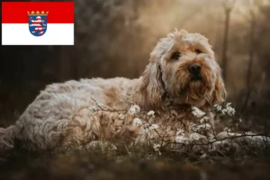 Read more about the article Otterhund hodowcy i szczenięta w Hesja