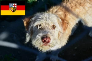 Read more about the article Otterhund hodowcy i szczenięta w Kraj Saary