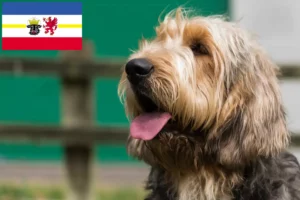 Read more about the article Otterhund hodowcy i szczenięta w Meklemburgia-Pomorze Przednie