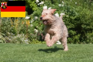 Read more about the article Otterhund hodowcy i szczenięta w Nadrenia-Palatynat