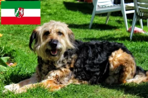 Read more about the article Otterhund hodowcy i szczenięta w Nadrenia Północna-Westfalia