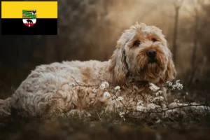 Read more about the article Otterhund hodowcy i szczenięta w Saksonia-Anhalt