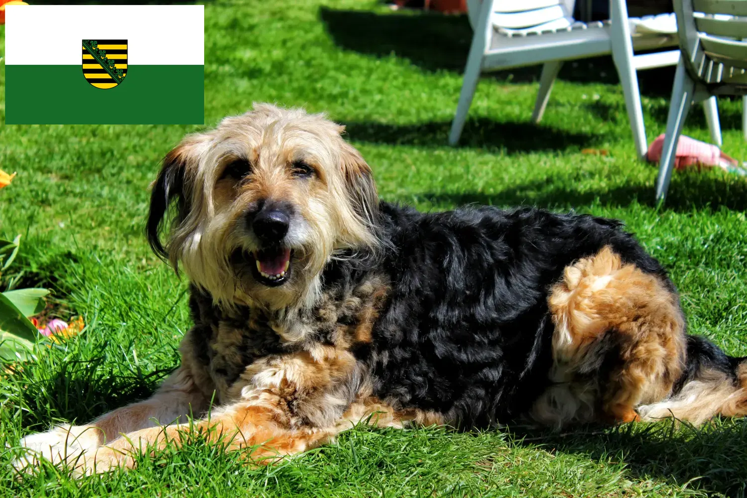 Read more about the article Otterhund hodowcy i szczenięta w Saksonia