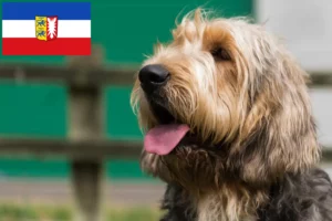 Read more about the article Otterhund hodowcy i szczenięta w Szlezwik-Holsztyn