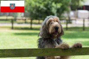 Read more about the article Otterhund hodowcy i szczenięta w Turyngia