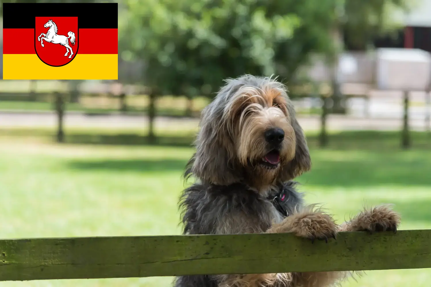 Read more about the article Otterhund hodowcy i szczenięta w Dolna Saksonia