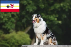 Read more about the article Hodowcy owczarków australijskich i szczenięta w Meklemburgia-Pomorze Przednie