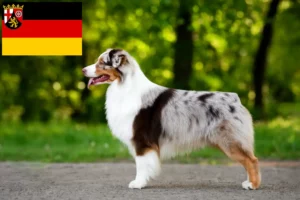 Read more about the article Hodowcy owczarków australijskich i szczenięta w Nadrenia-Palatynat