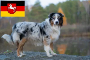 Read more about the article Hodowcy owczarków australijskich i szczenięta w Dolna Saksonia