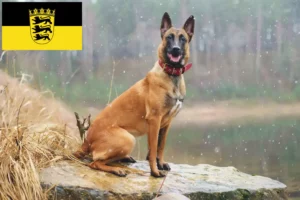 Read more about the article Hodowla owczarków belgijskich i szczeniąt w Badenii-Wirtembergii