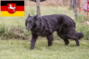 Read more about the article Hodowla owczarków belgijskich i szczeniąt w Dolnej Saksonii