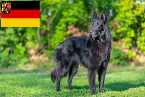 Read more about the article Hodowla owczarków belgijskich i szczeniąt w Nadrenii-Palatynacie