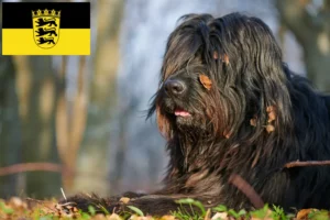 Read more about the article Hodowla owczarków bergamaskich i szczeniąt w Badenii-Wirtembergii