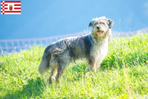 Read more about the article Hodowla owczarków bergamaskich i szczeniąt w Bremie