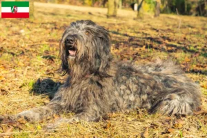 Read more about the article Hodowla owczarków bergamaskich i szczeniąt w Nadrenii Północnej-Westfalii