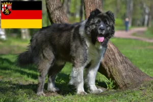 Read more about the article Hodowla owczarków kaukaskich i szczeniąt w Nadrenii-Palatynacie