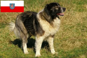 Read more about the article Hodowca owczarków kaukaskich i szczenięta w Turyngii