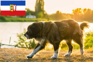 Read more about the article Hodowla owczarków kaukaskich i szczeniąt w Szlezwiku-Holsztynie